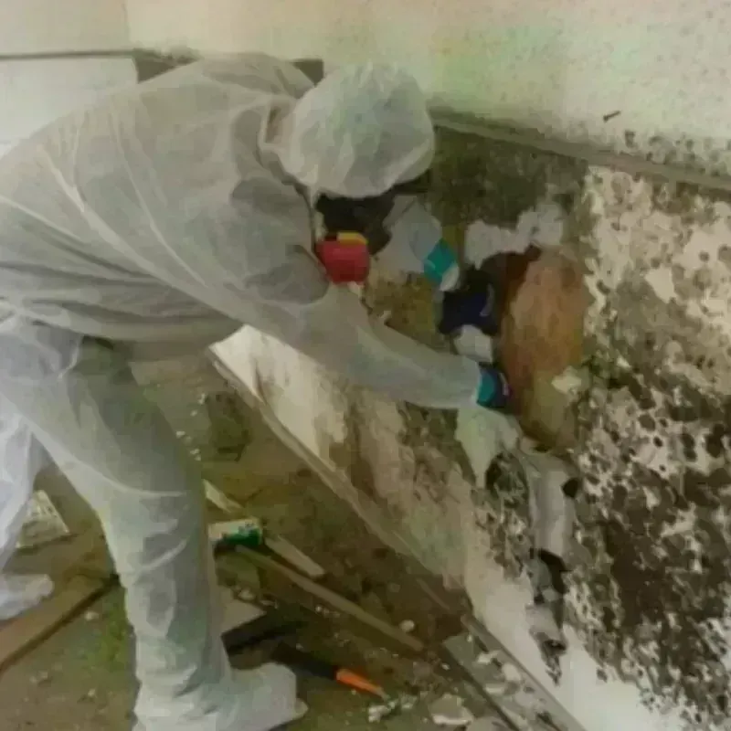 Mold Remediation and Removal in South Riding, VA